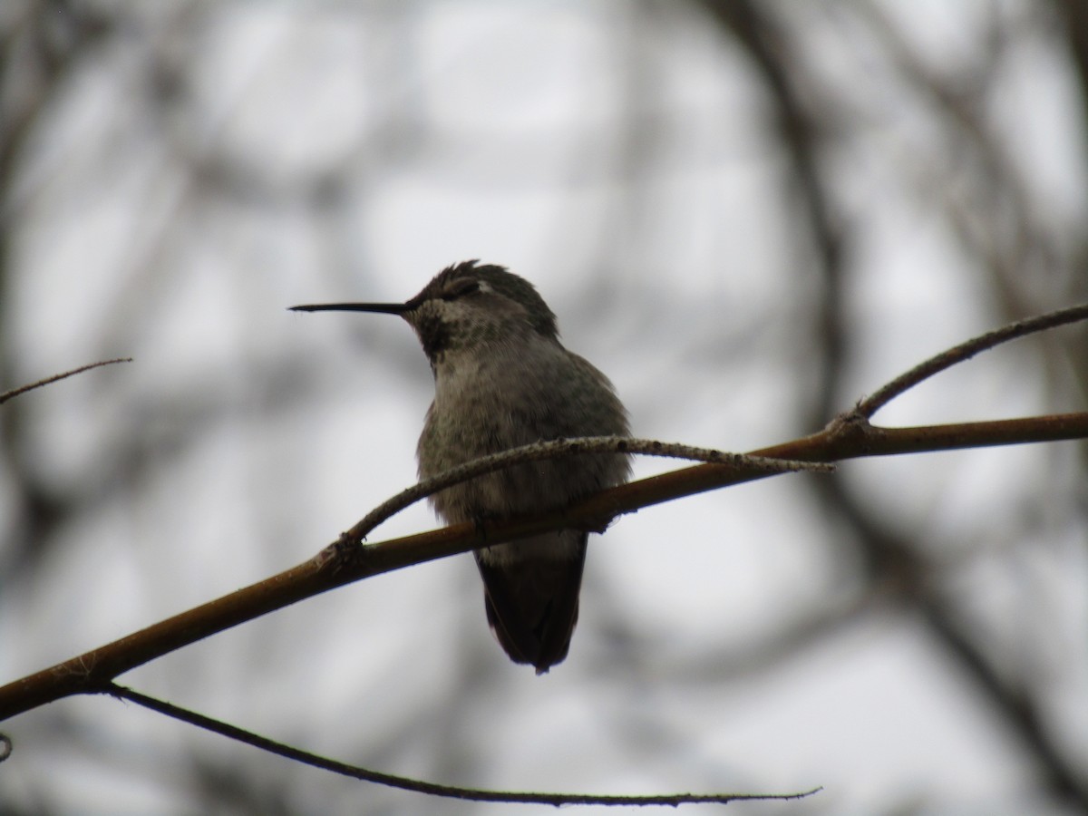 hummingbird sp. - Kathy Haase
