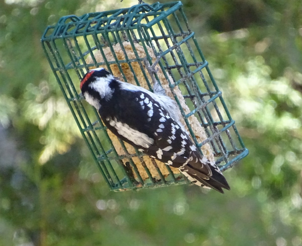 Downy Woodpecker (Eastern) - ML140676991