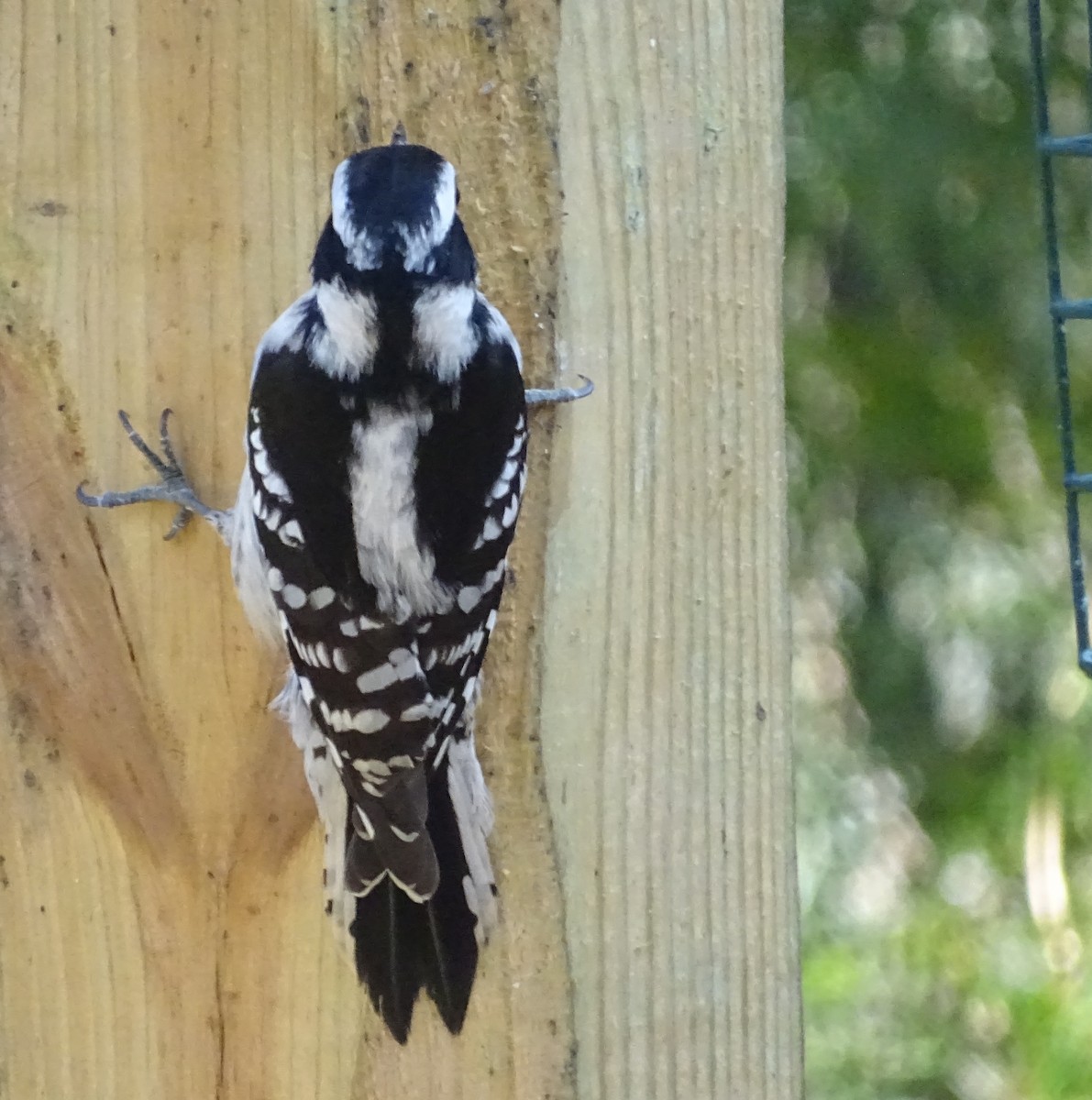 Downy Woodpecker (Eastern) - ML140677021