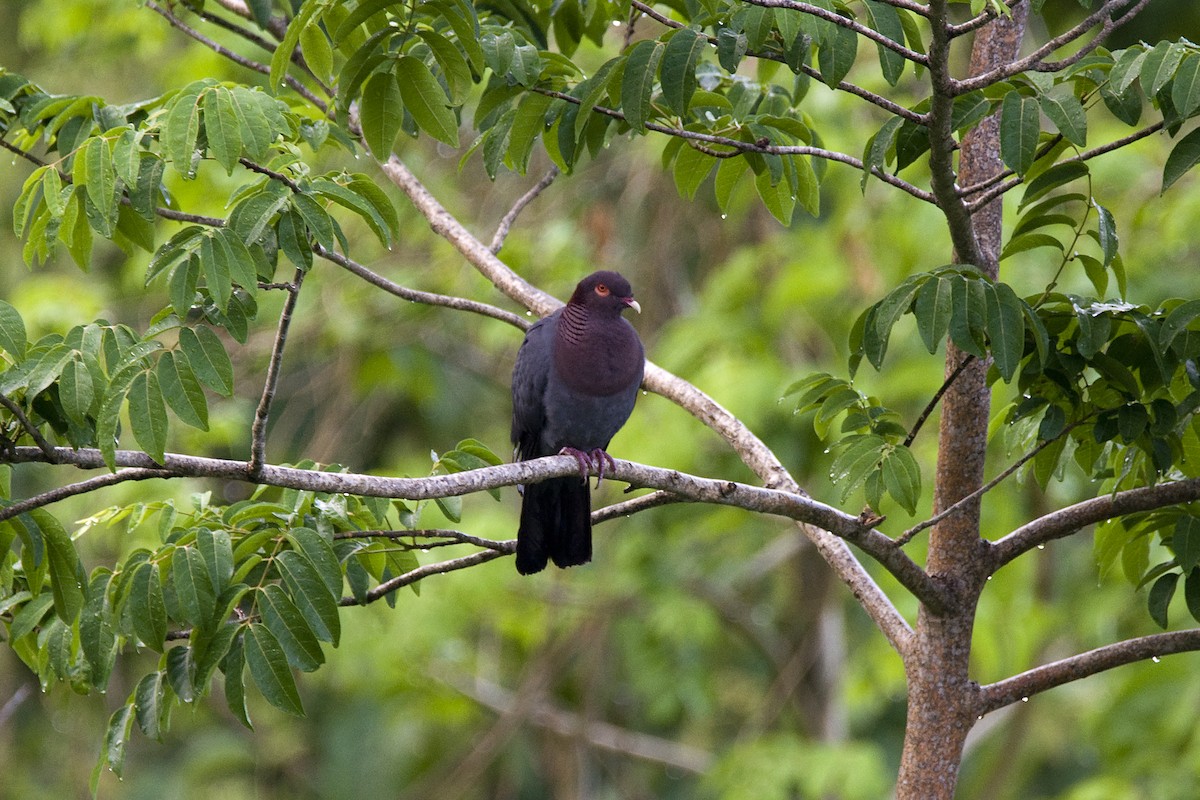 Scaly-naped Pigeon - ML140677221