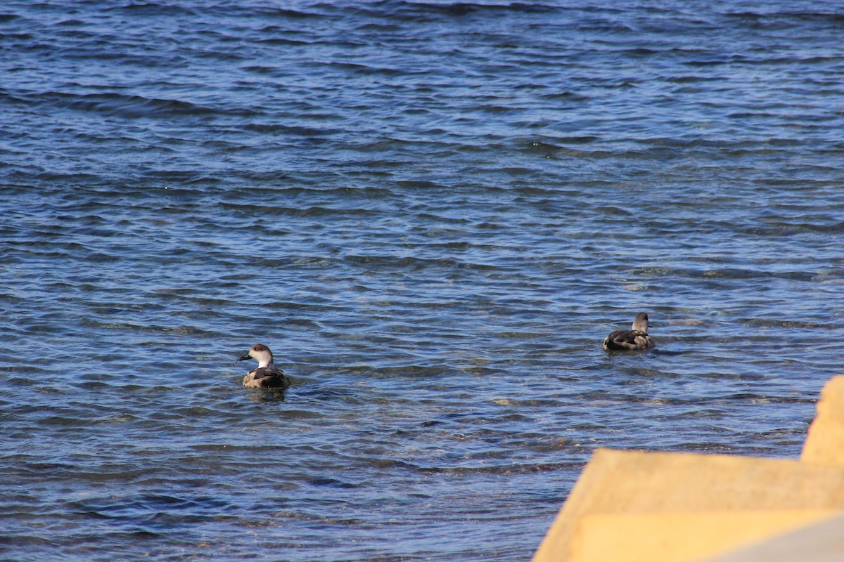 Crested Duck - ML140679131