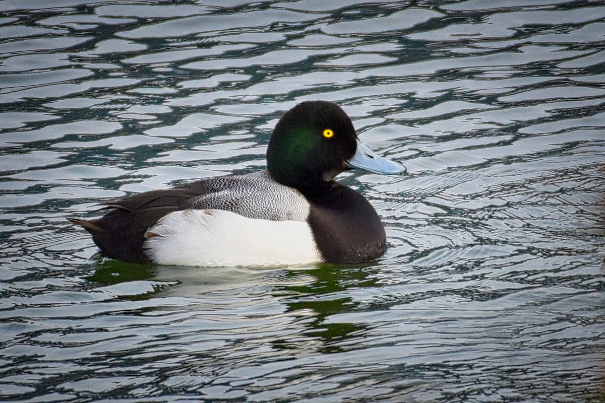 Greater Scaup - ML140680571