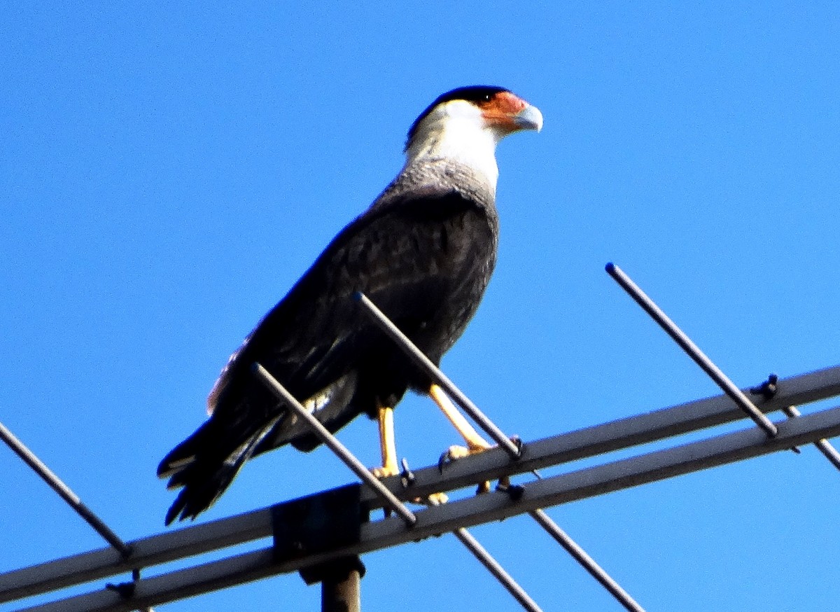 Crested Caracara (Southern) - ML140681711