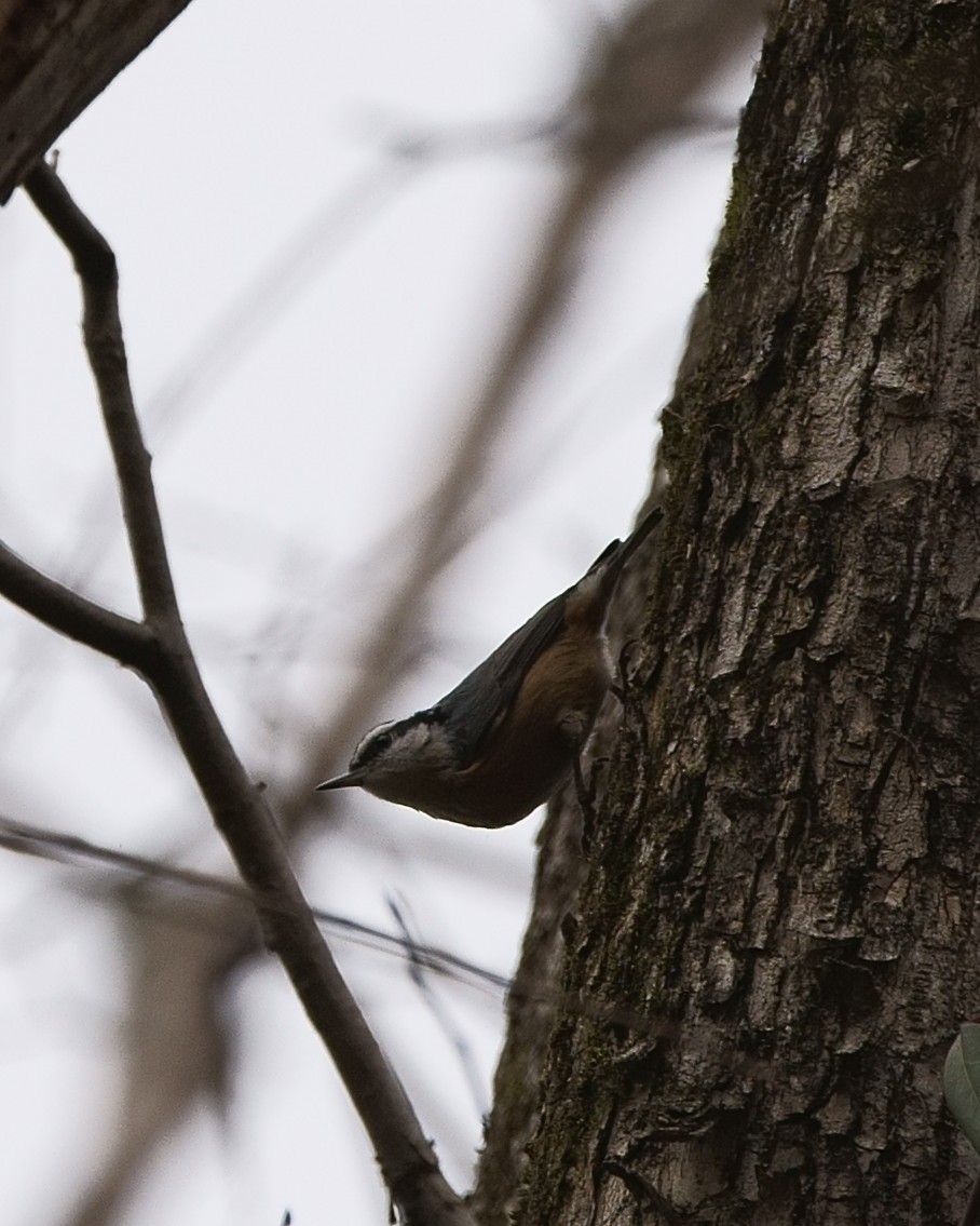 Red-breasted Nuthatch - Howard Haysom