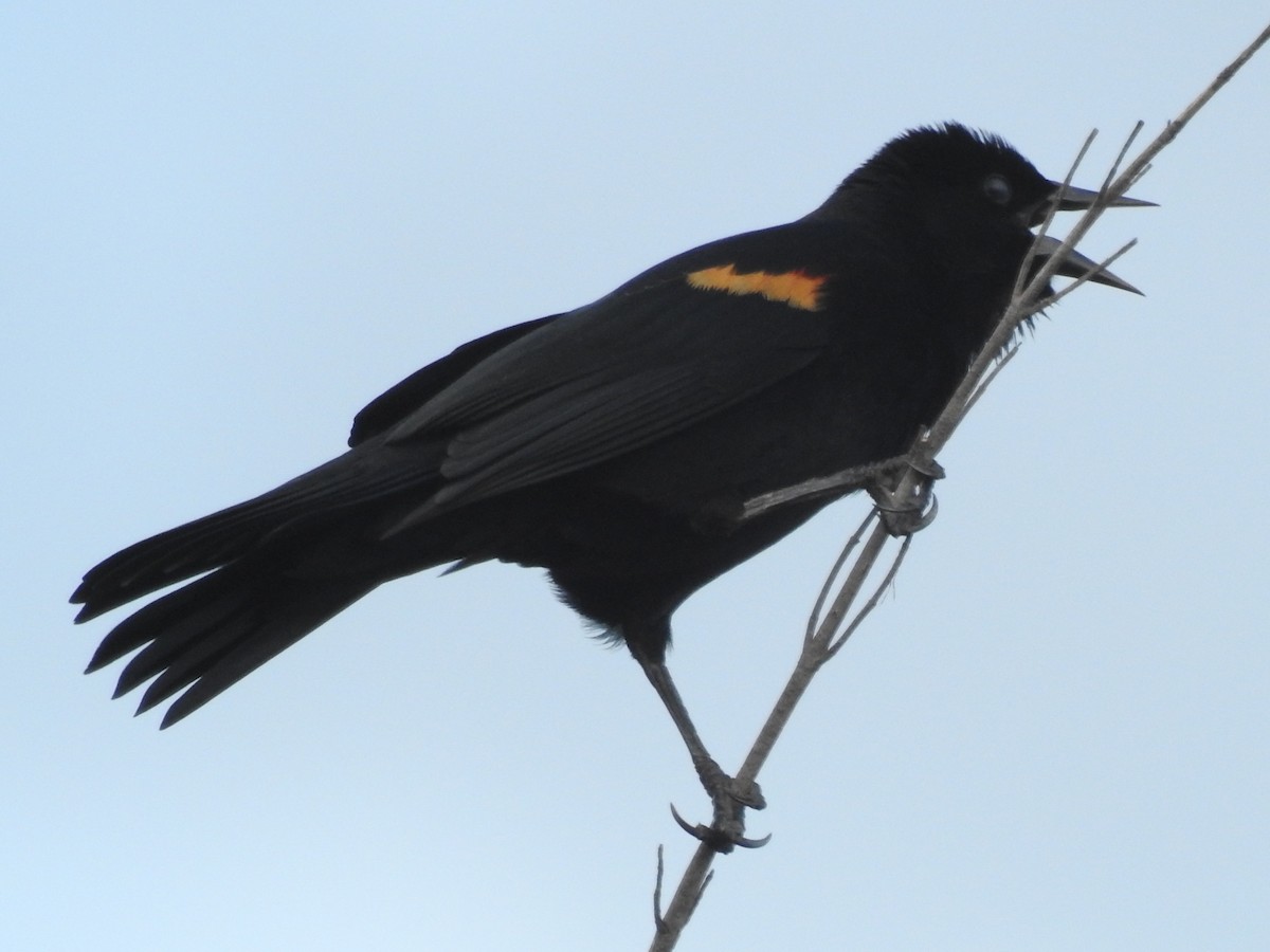 Red-winged Blackbird (Red-winged) - David Drews