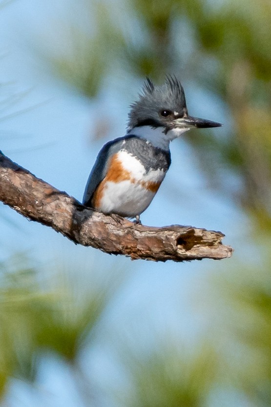 Belted Kingfisher - ML140686721