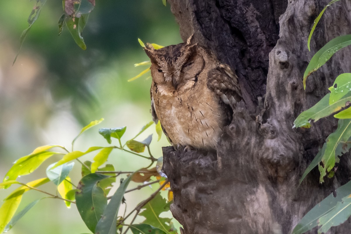 Indian Scops-Owl - Balaji P B