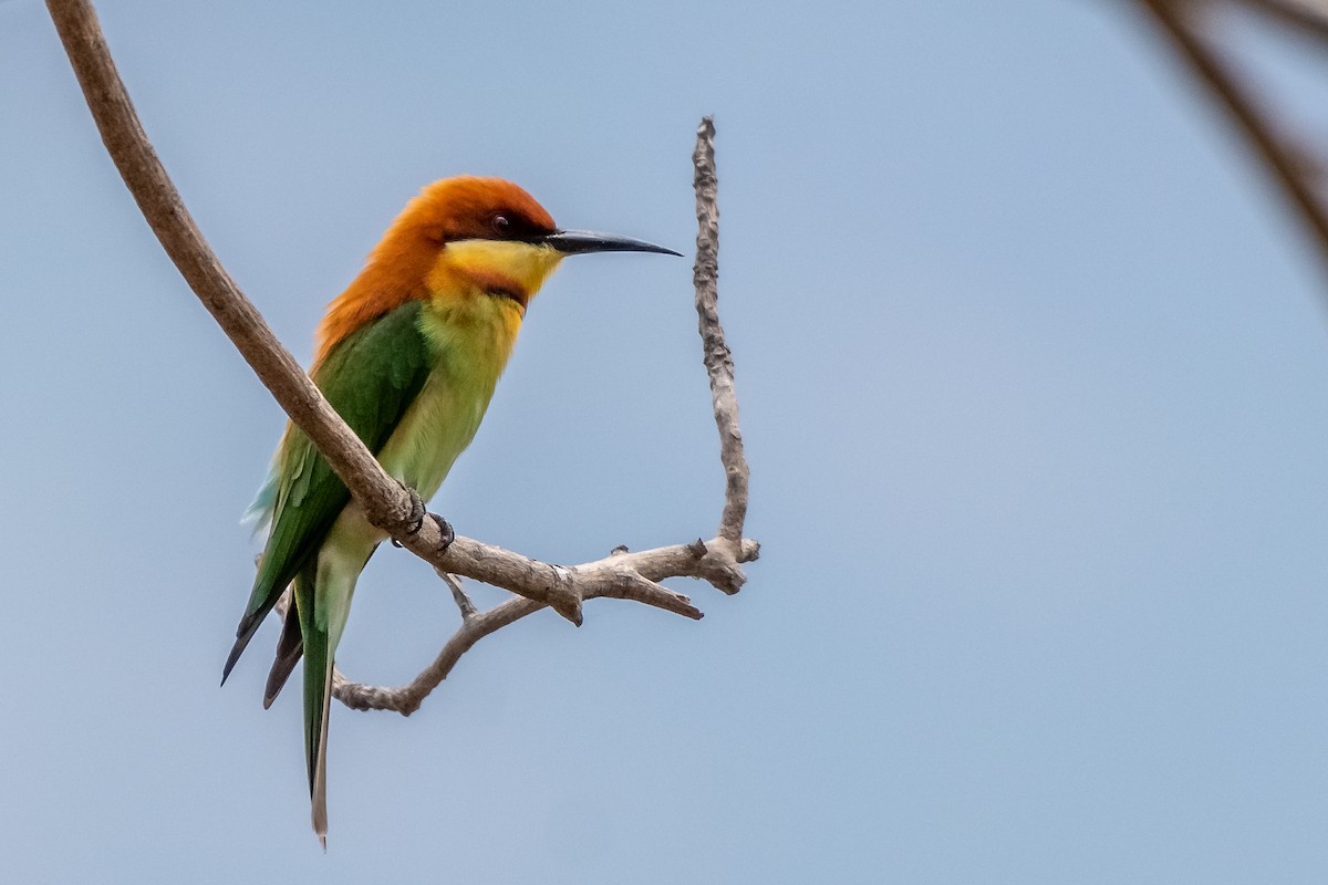 Chestnut-headed Bee-eater - Balaji P B