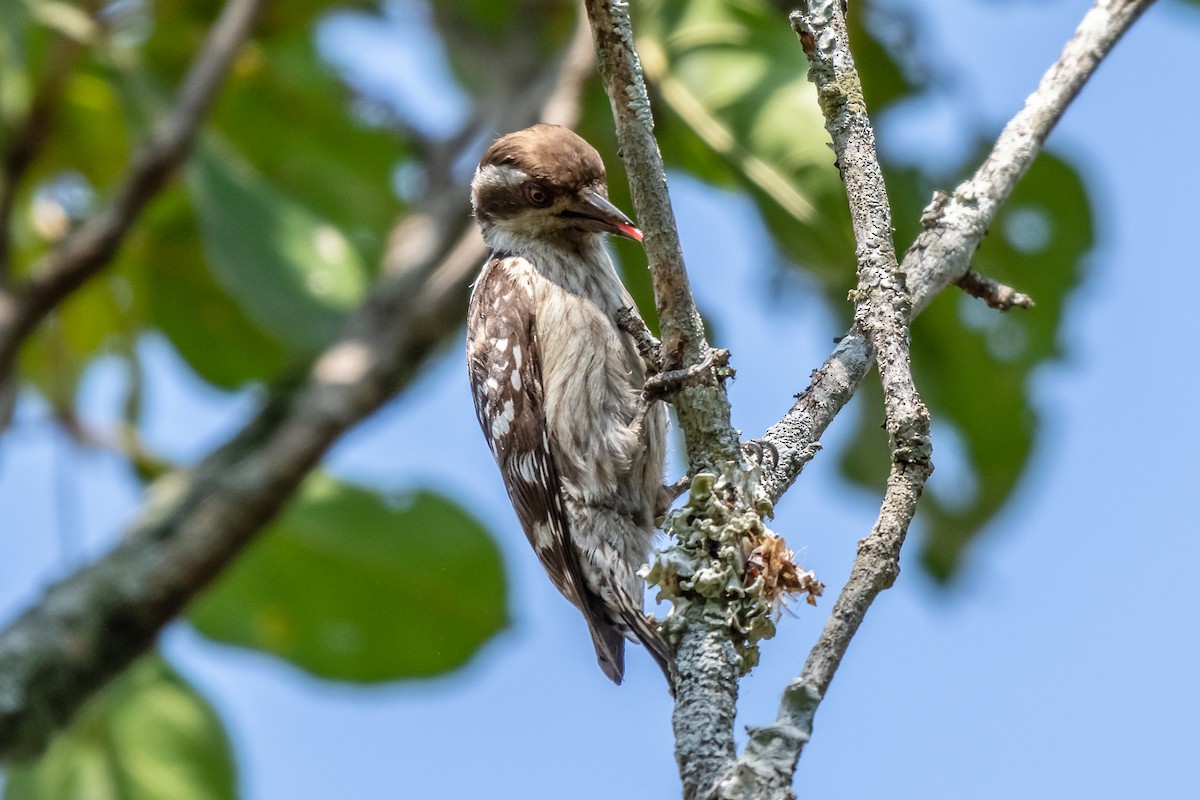 Brown-capped Pygmy Woodpecker - ML140687431
