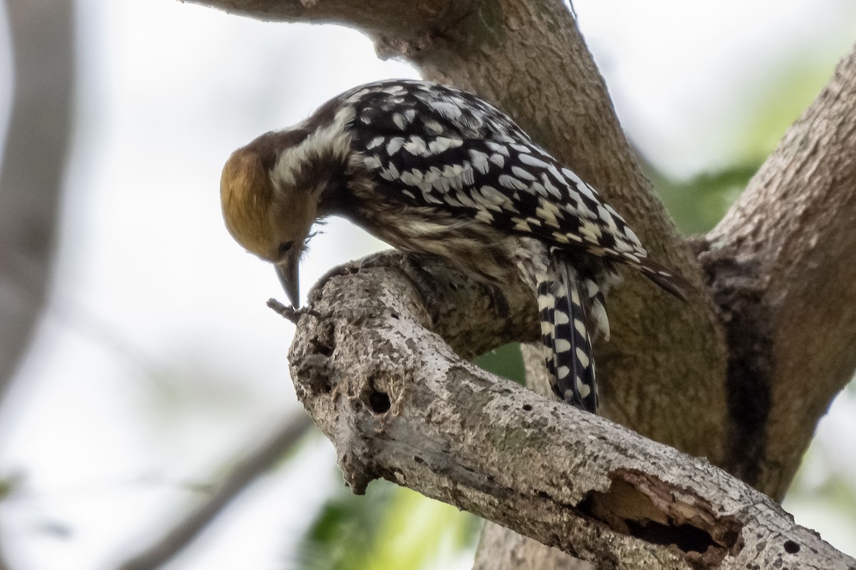 Yellow-crowned Woodpecker - ML140687471
