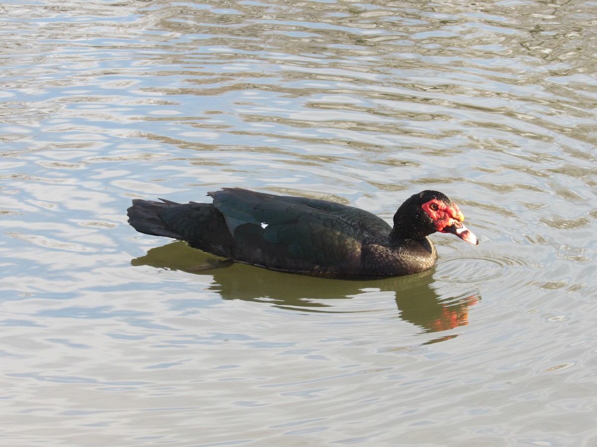 Muscovy Duck (Domestic type) - ML140687821