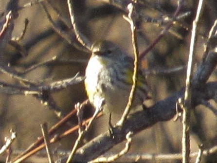 Yellow-rumped Warbler (Myrtle) - ML140687931
