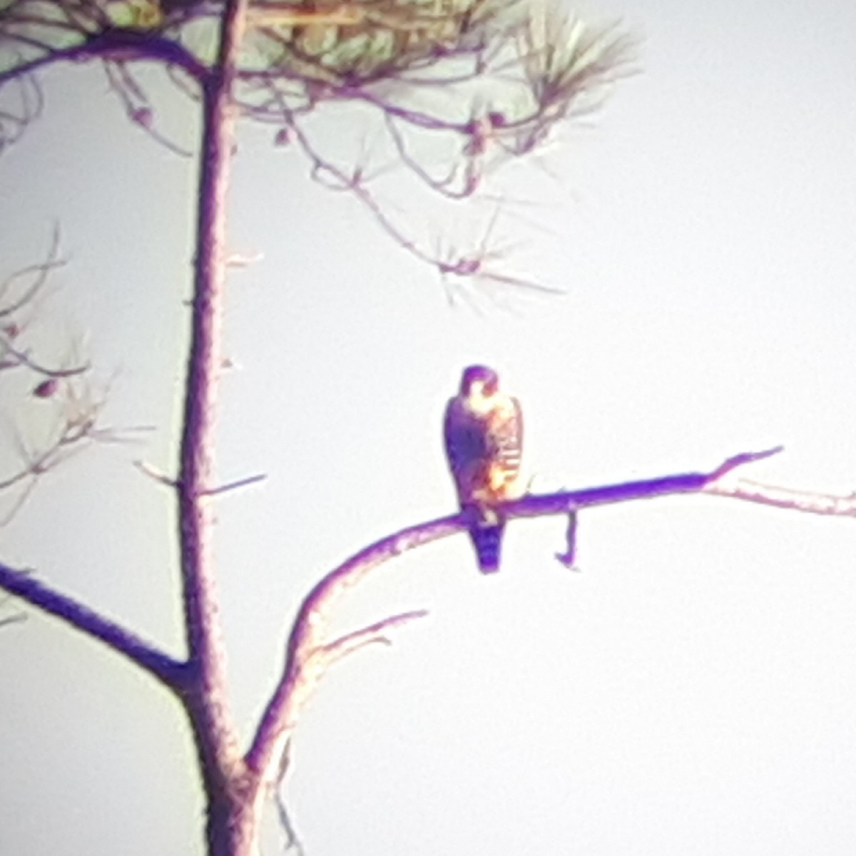 Orange-breasted Falcon - Maynor Ovando
