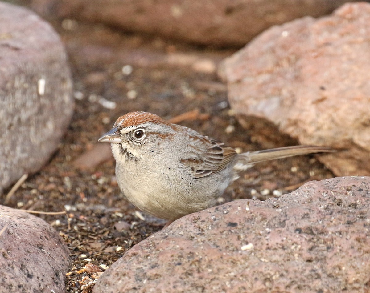 Rufous-crowned Sparrow - Mark & Teri McClelland