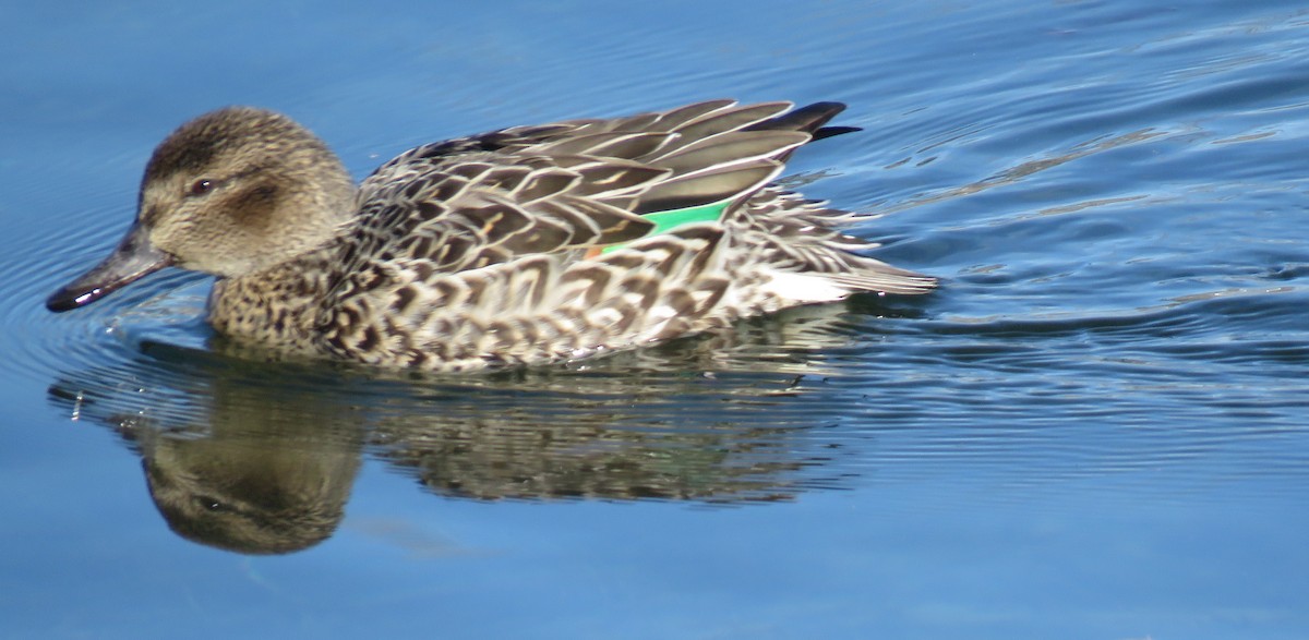 Green-winged Teal - Kathryn Clouston