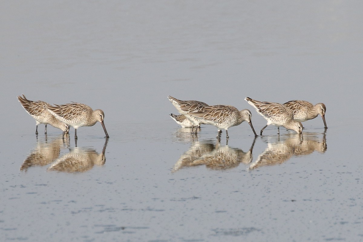 Asian Dowitcher - ML140690841