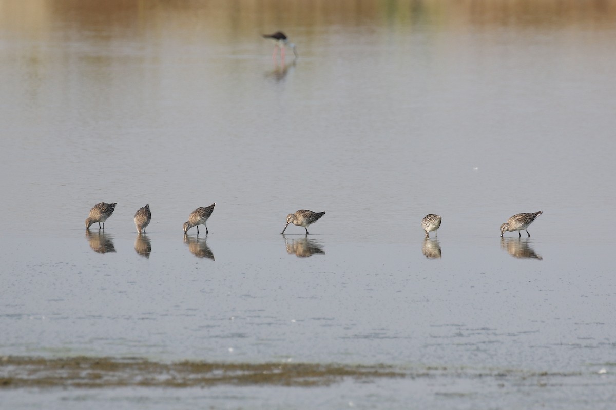 Asian Dowitcher - ML140690851