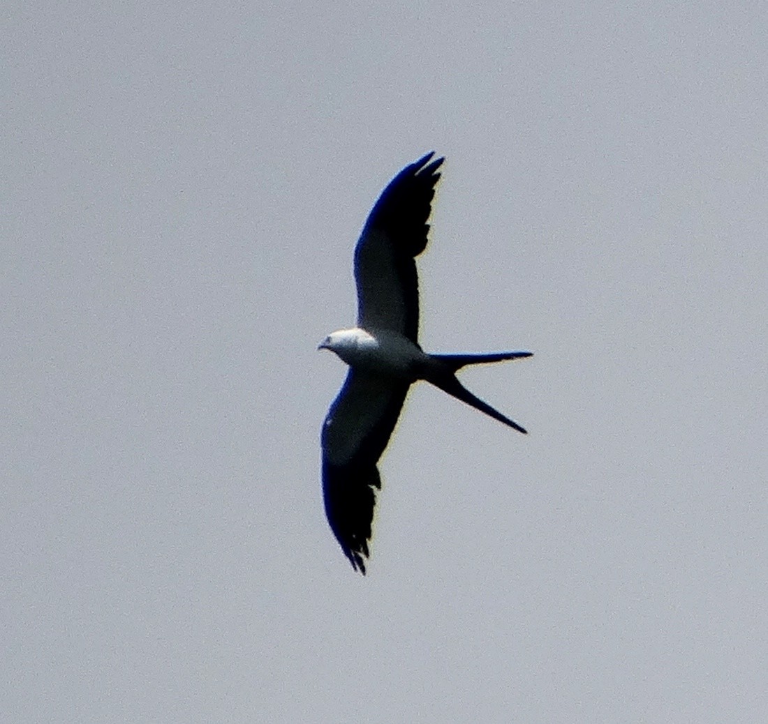 Swallow-tailed Kite - ML140691011