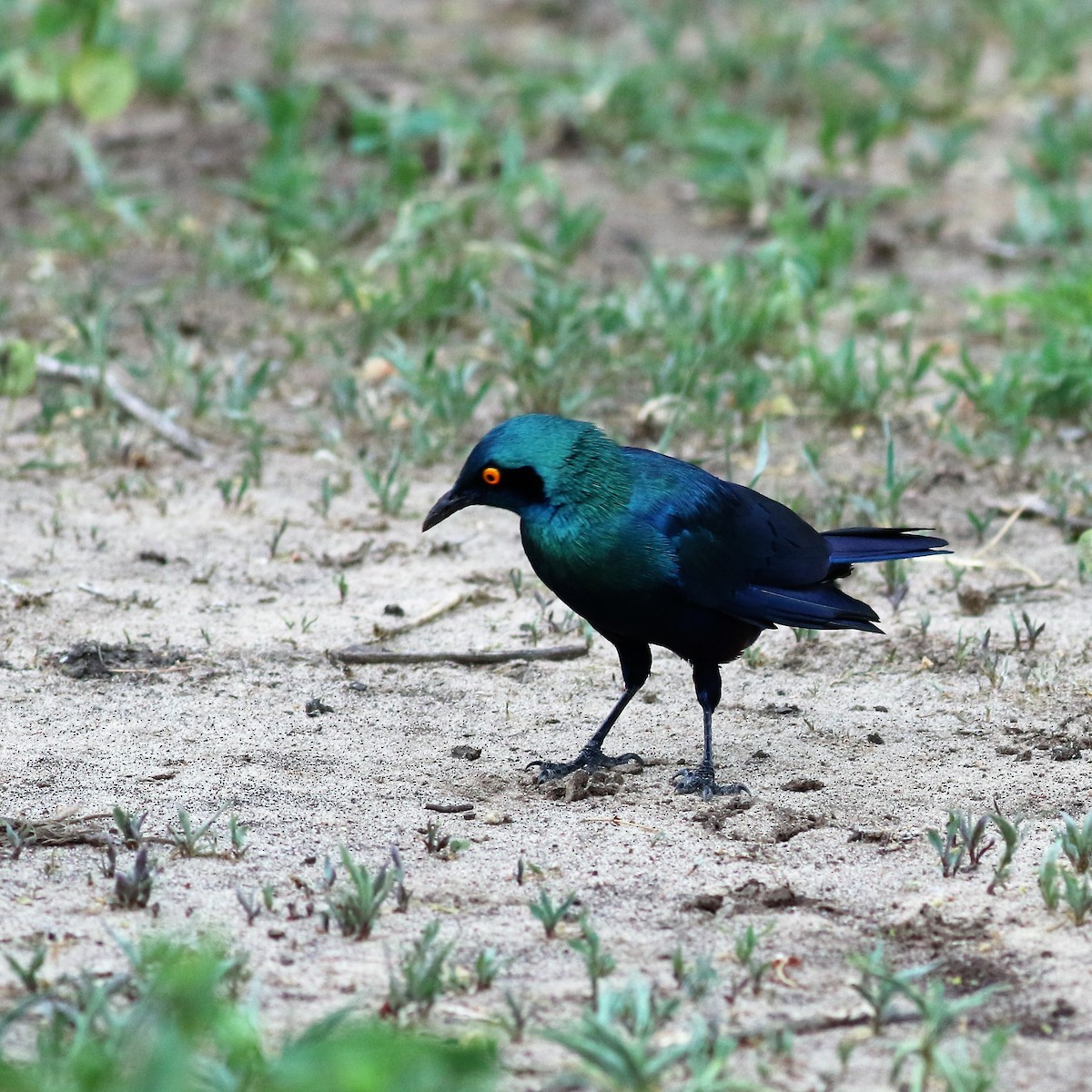 Greater Blue-eared Starling - ML140692261