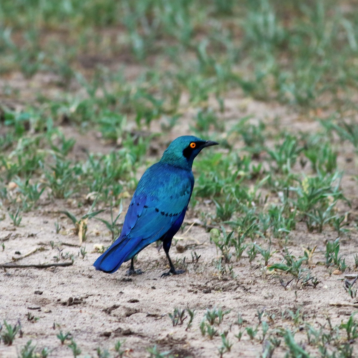 Greater Blue-eared Starling - ML140692351