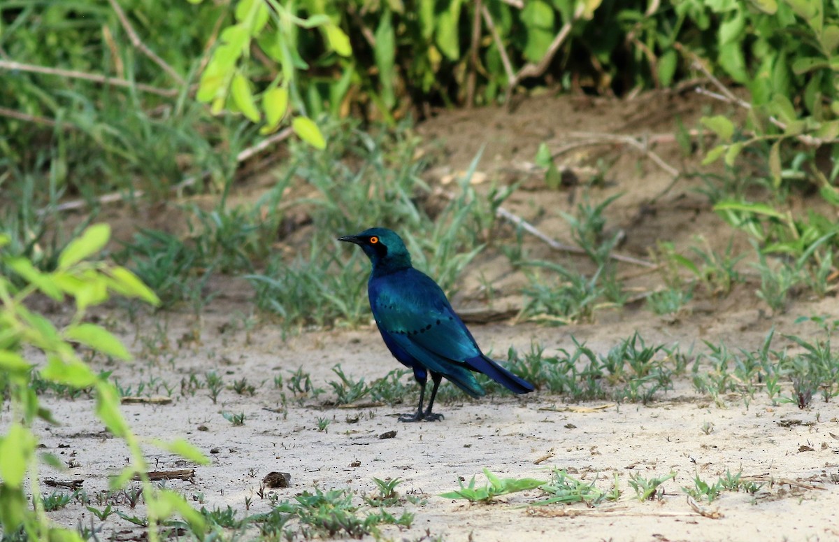 Greater Blue-eared Starling - ML140692391