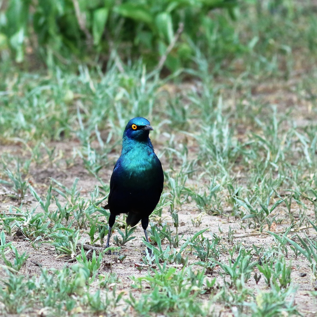 Greater Blue-eared Starling - ML140692431
