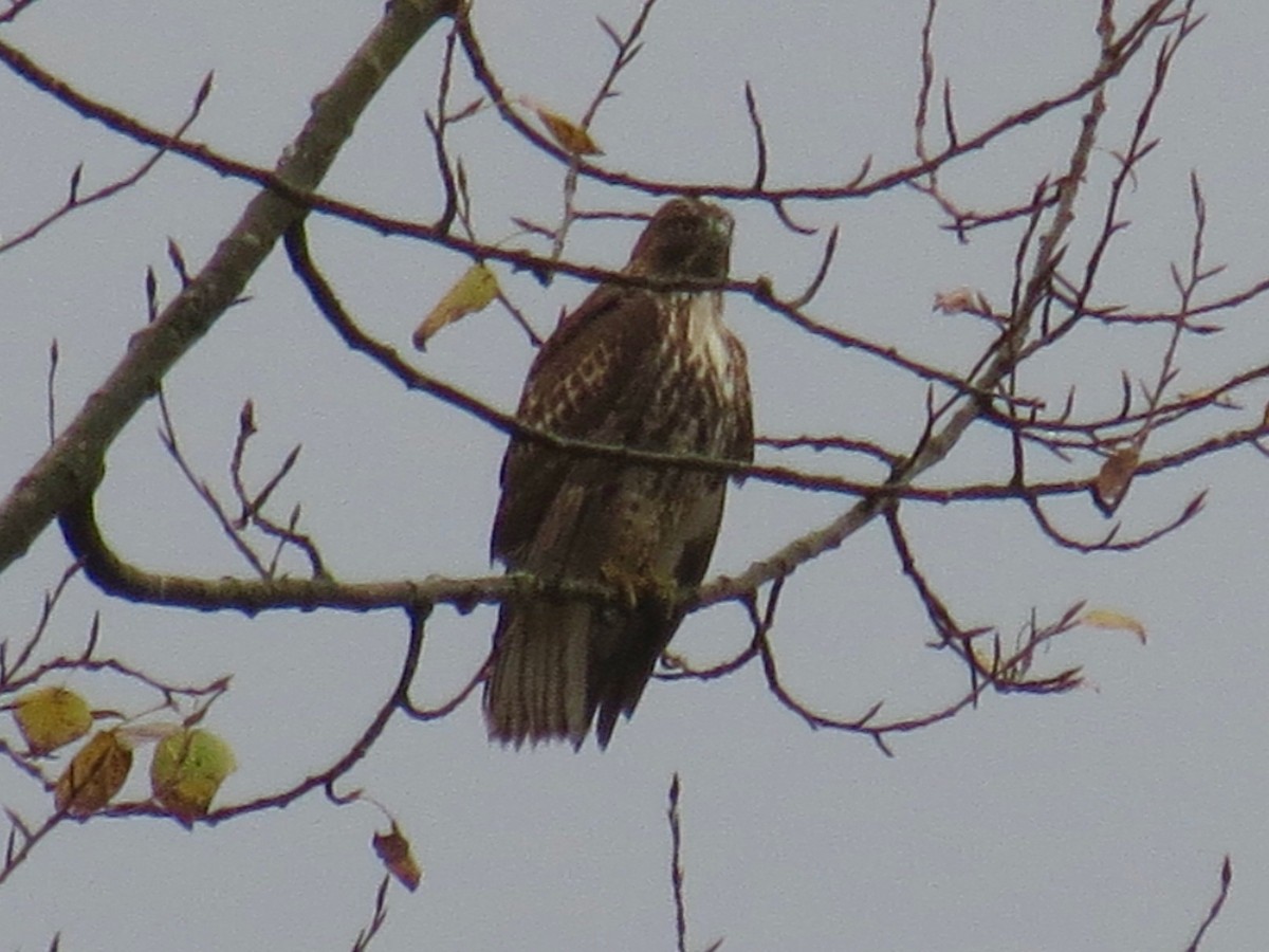 Red-tailed Hawk - ML140692951