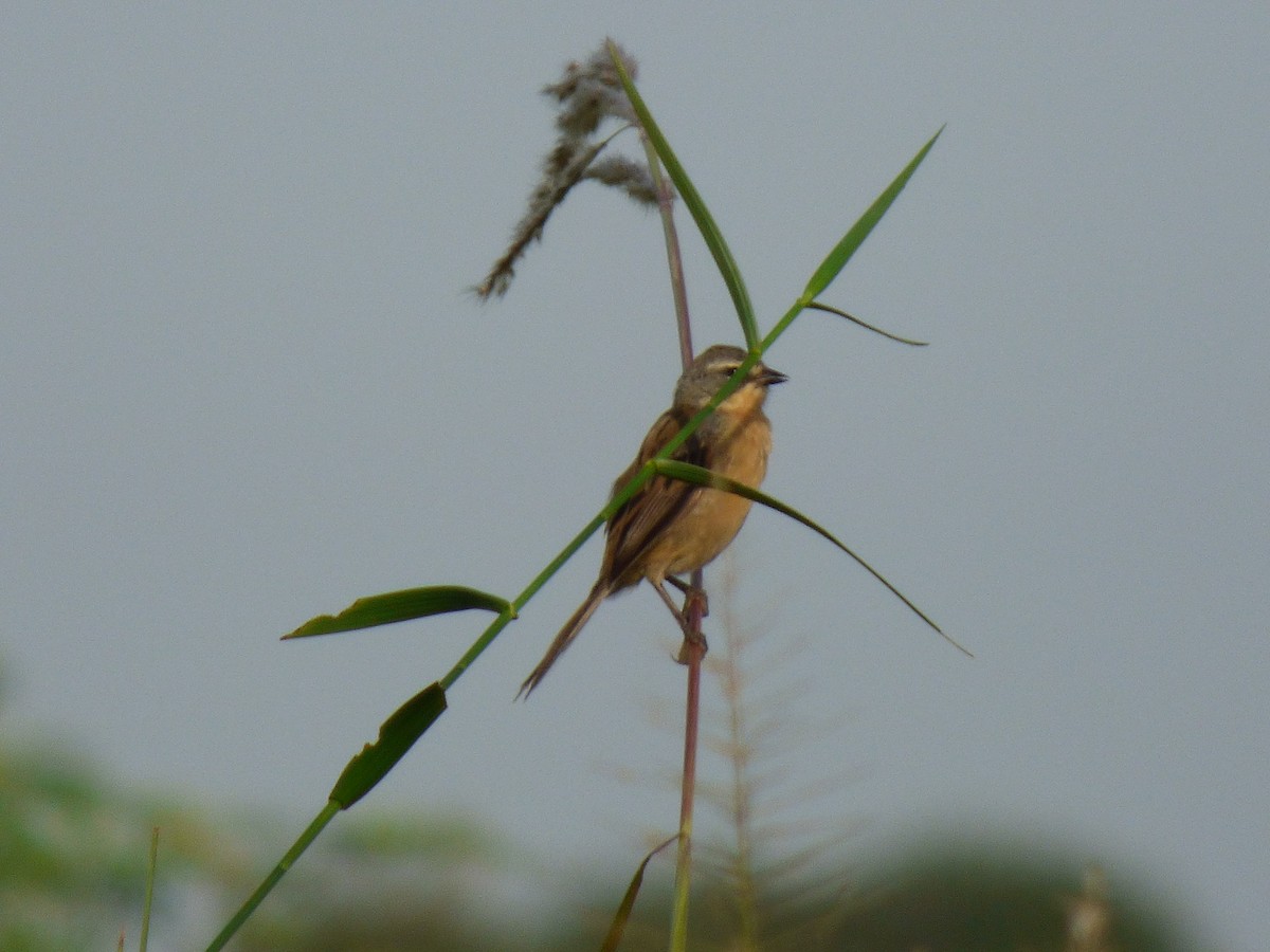 Long-tailed Reed Finch - ML140694291