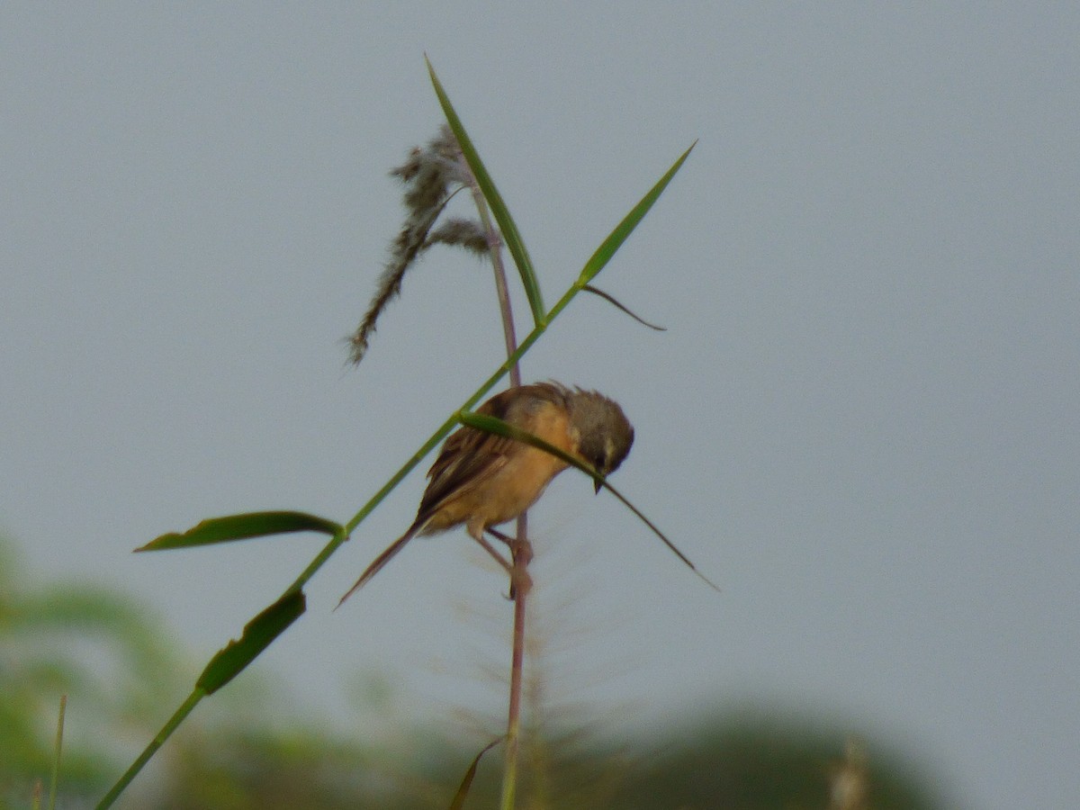 Long-tailed Reed Finch - Darío Campomanes