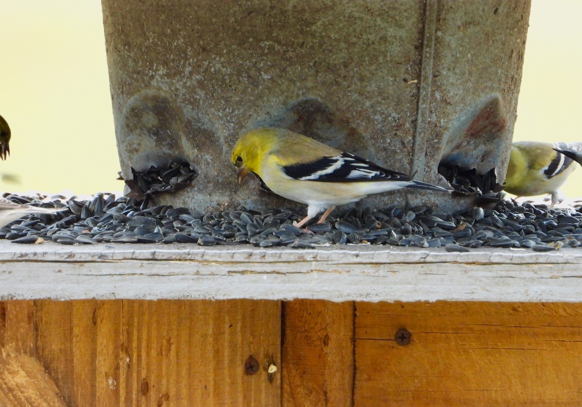 American Goldfinch - James R. Hill, III
