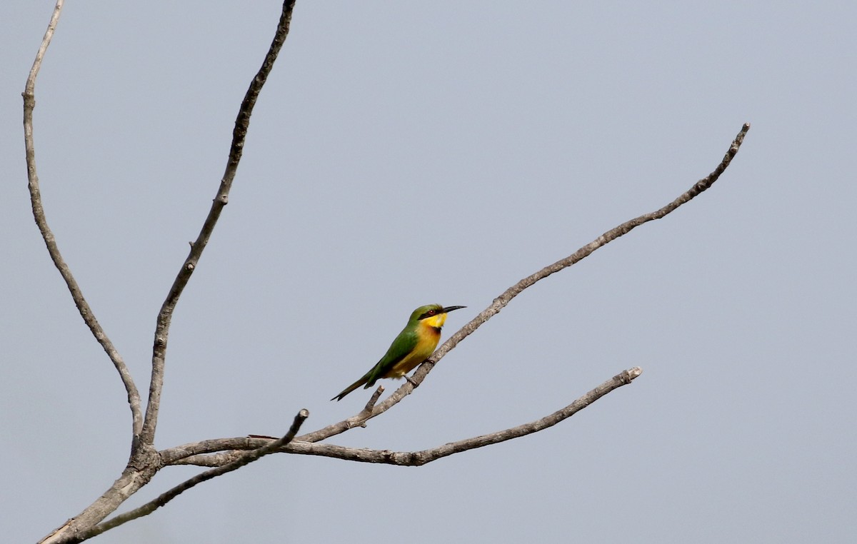 Little Bee-eater - ML140697281