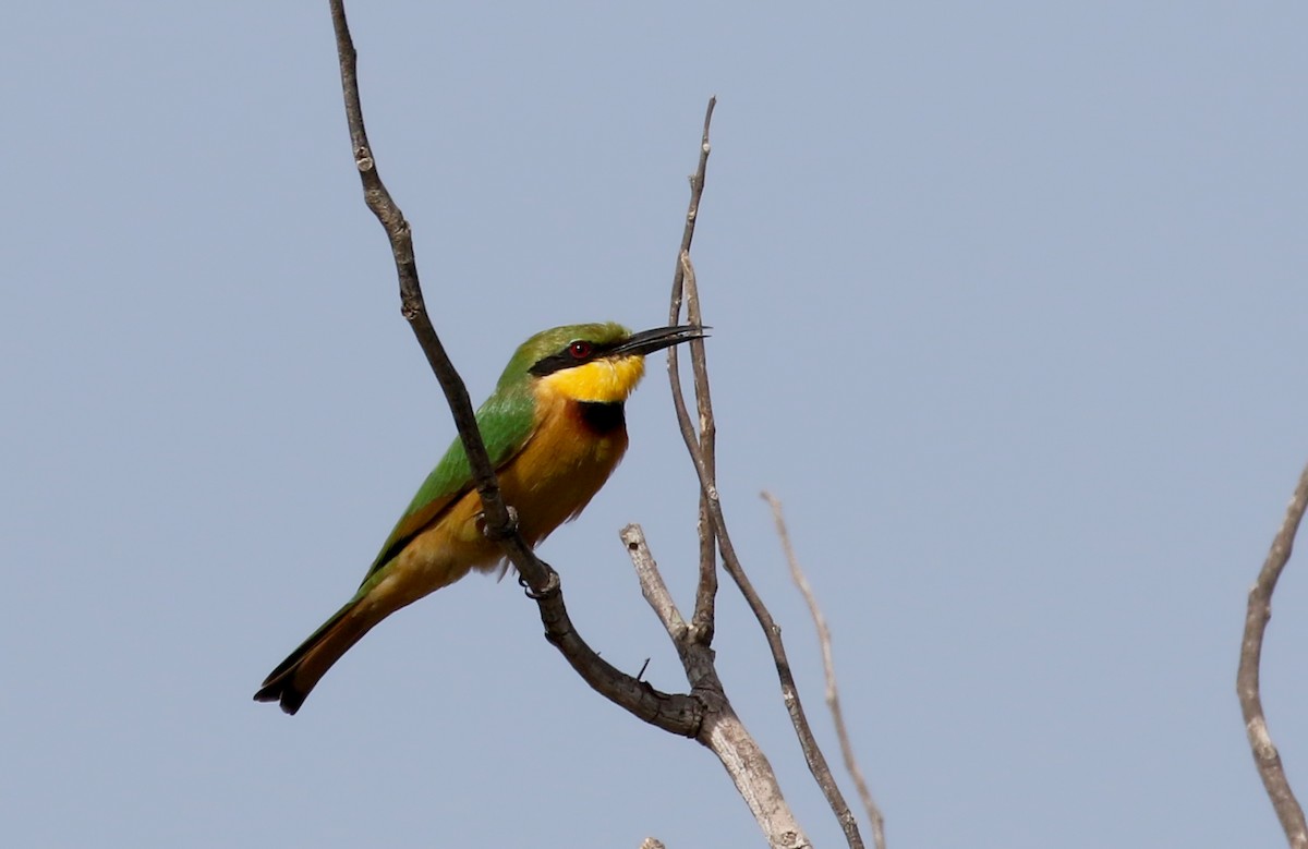 Little Bee-eater - ML140697321