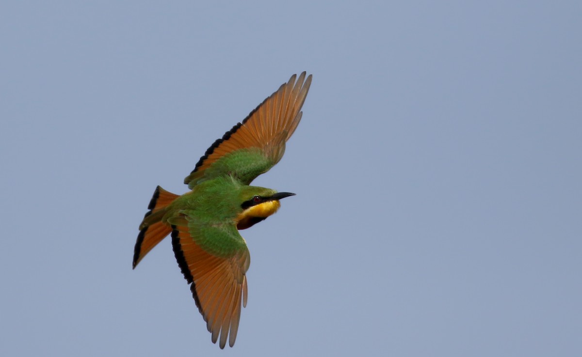Little Bee-eater - ML140697431