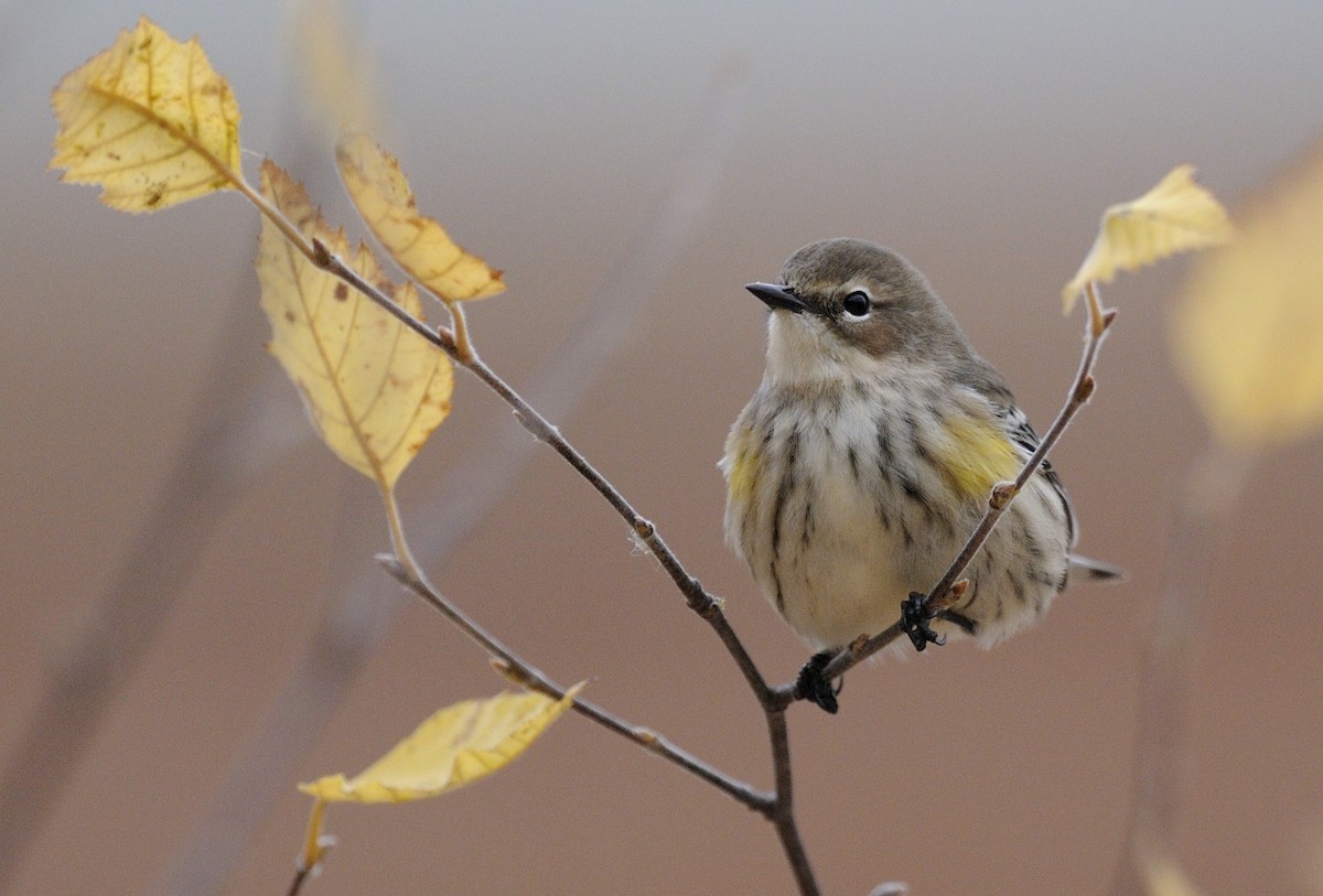 Yellow-rumped Warbler (Myrtle) - Bill Thompson
