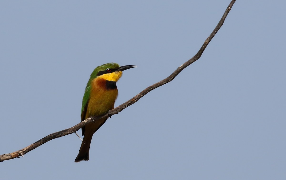 Little Bee-eater - ML140697571