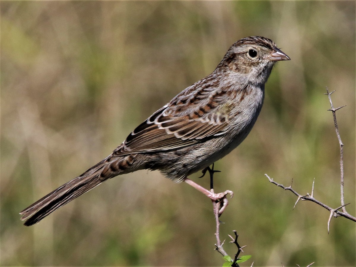 Cassin's Sparrow - Robert n Cynthia Danielson