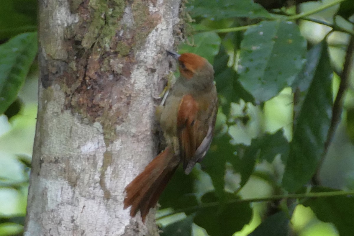 Red-faced Spinetail - ML140699721