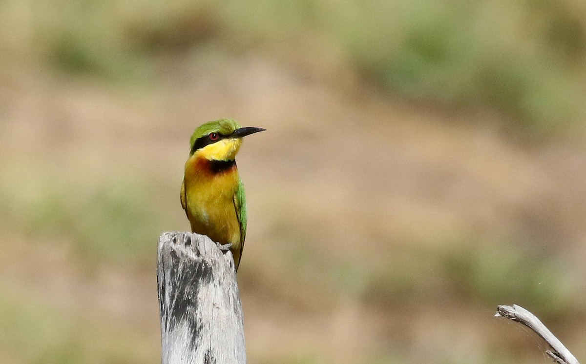 Little Bee-eater - ML140699851