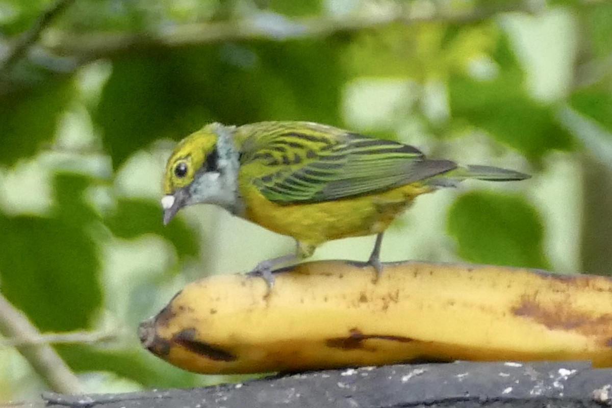 Silver-throated Tanager - ML140700241