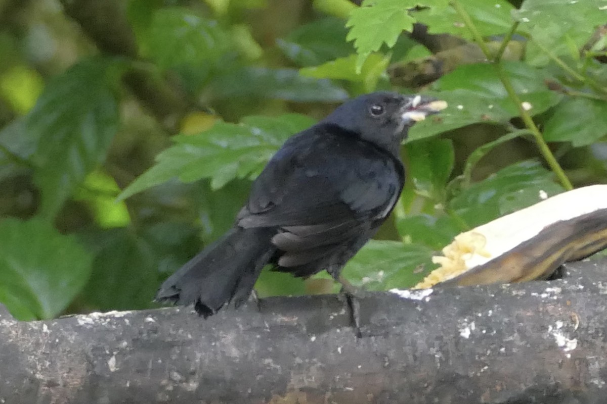 White-lined Tanager - ML140700421