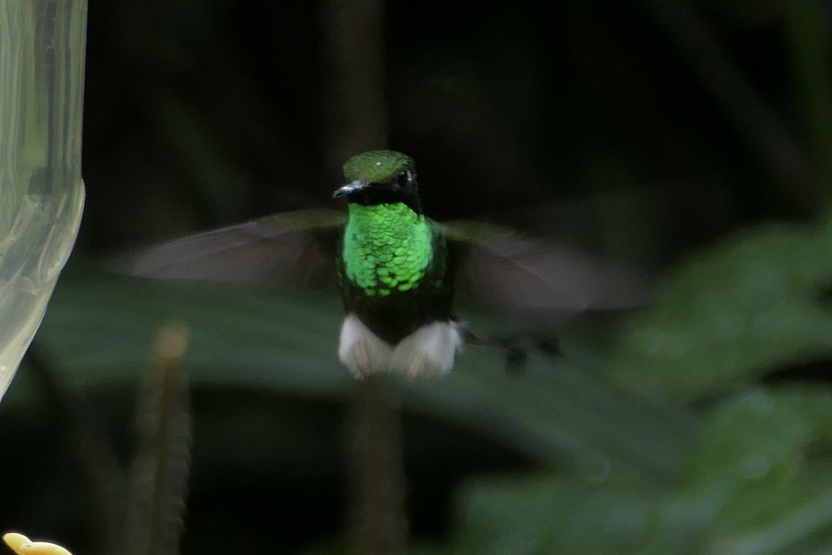 White-booted Racket-tail - ML140701101