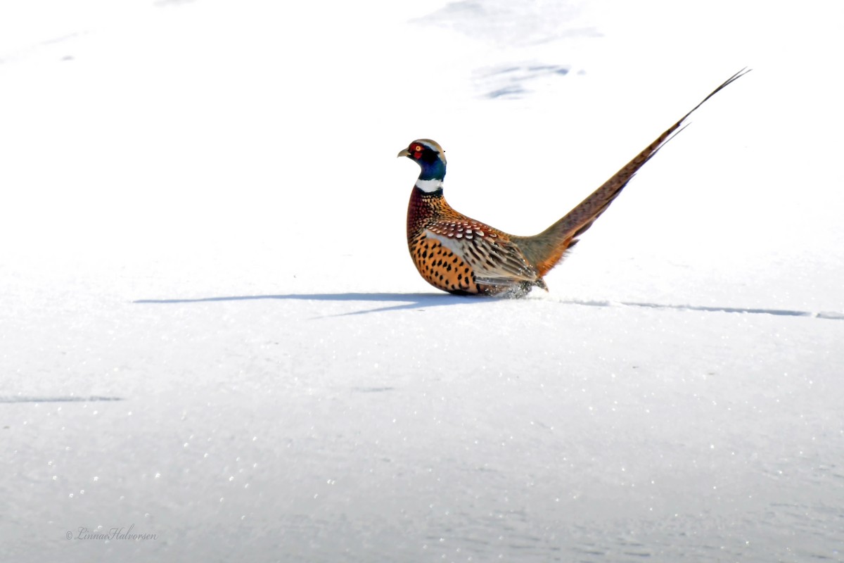 Ring-necked Pheasant - Linn H