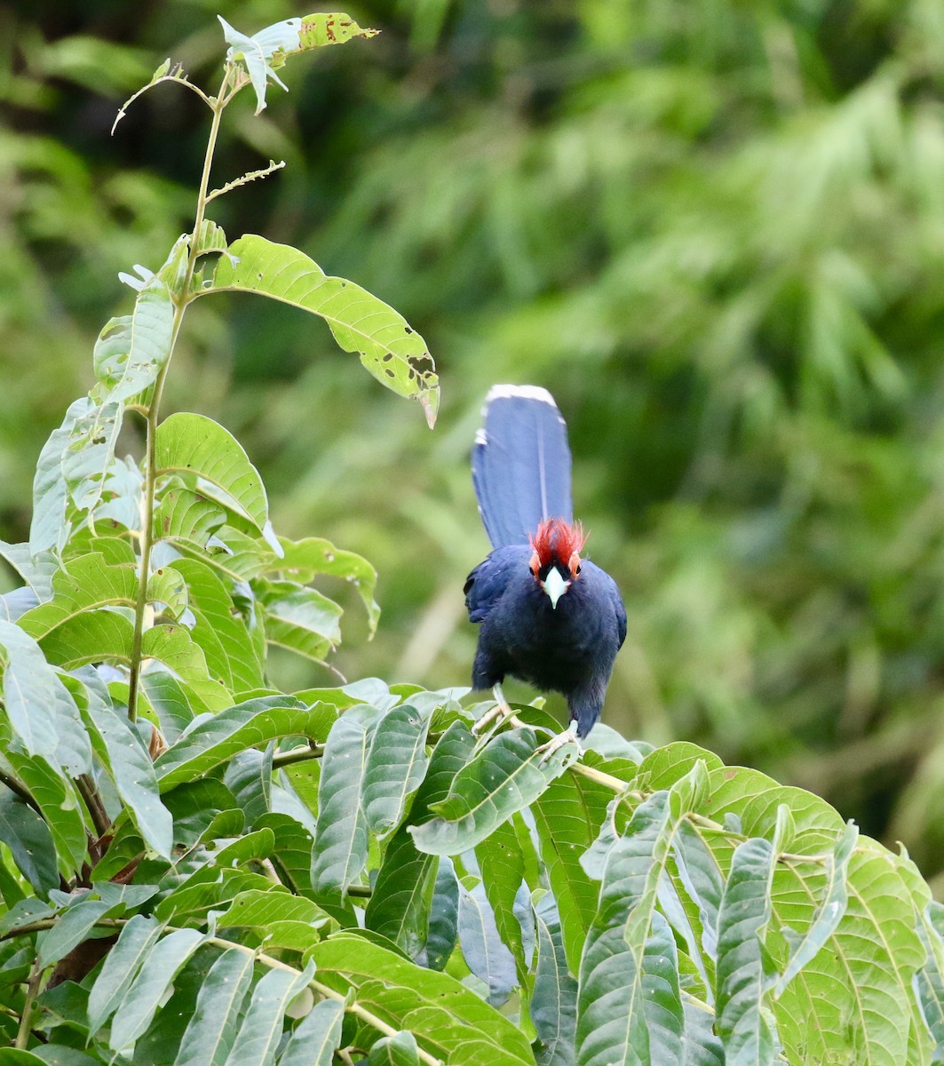 Red-crested Malkoha - ML140701431