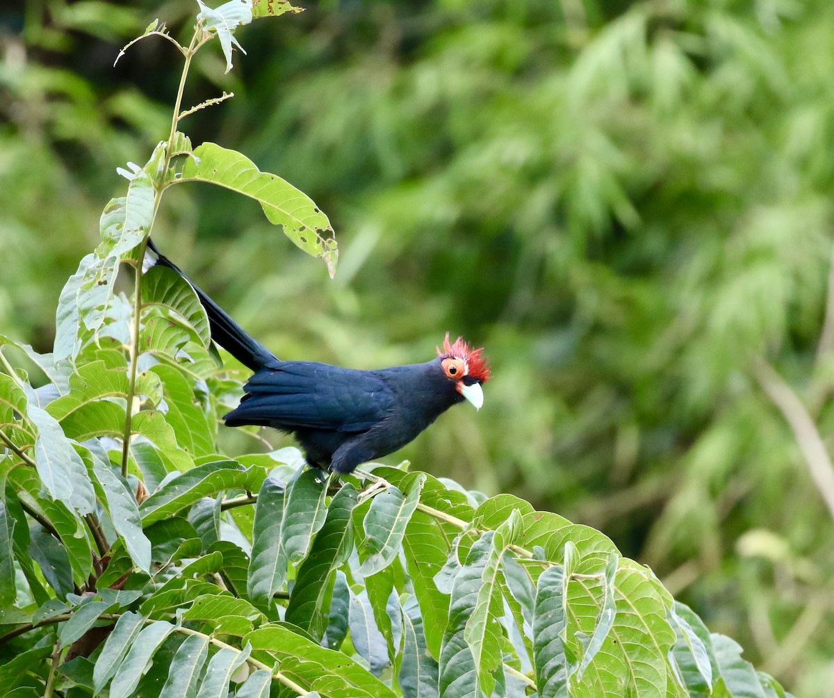 Red-crested Malkoha - ML140701451