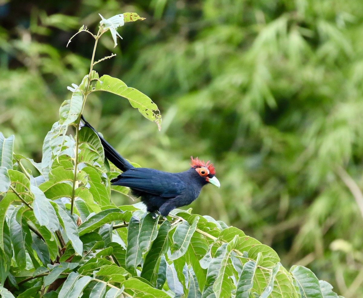 Red-crested Malkoha - ML140701461
