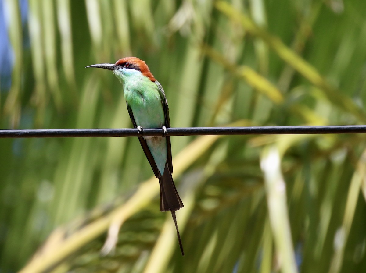 Rufous-crowned Bee-eater - Shannon Fair