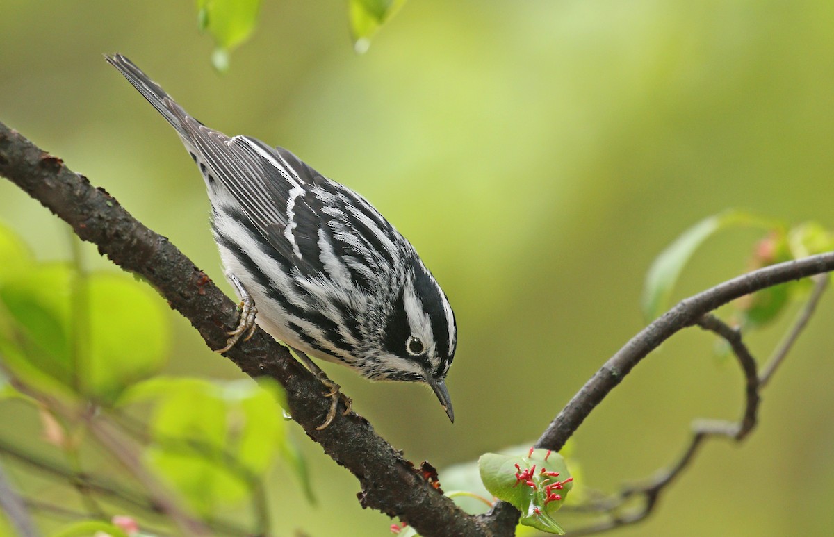Black-and-white Warbler - ML140702431