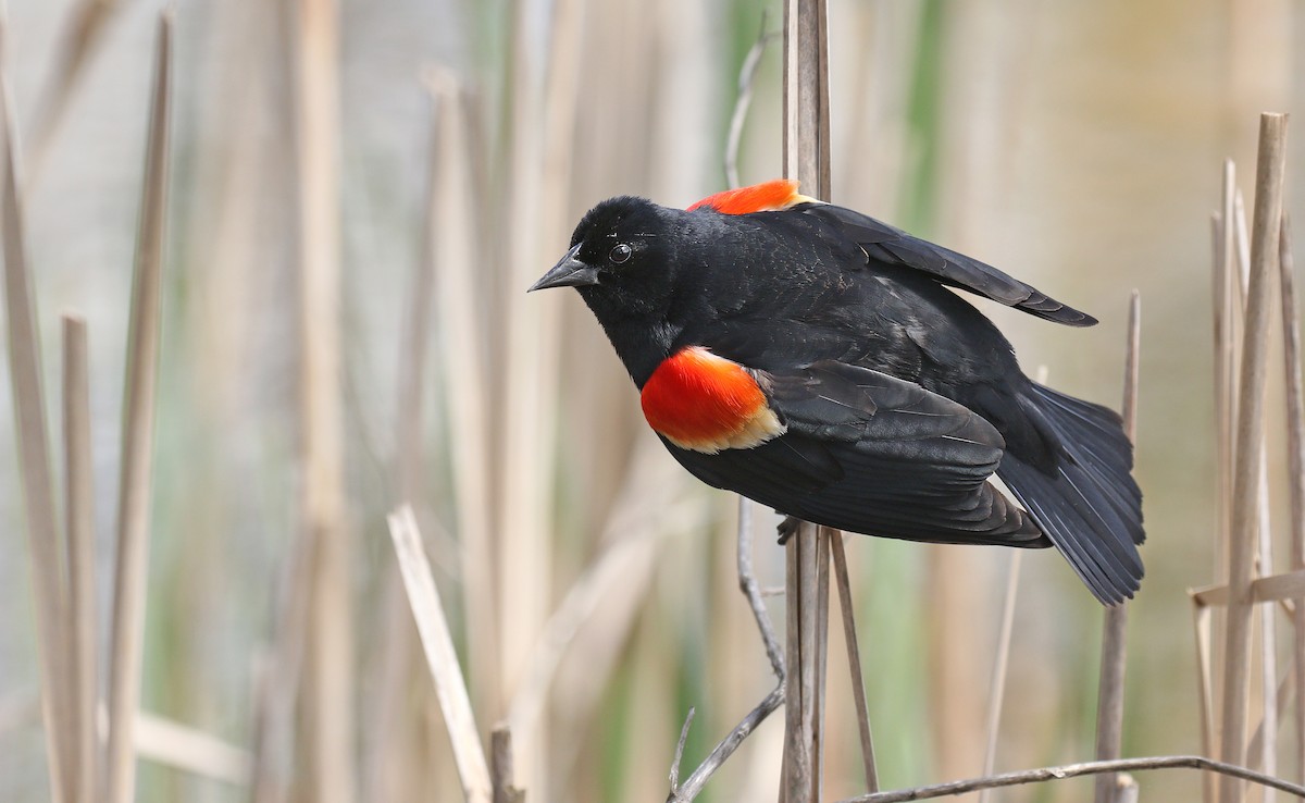 Red-winged Blackbird (Red-winged) - Ryan Schain