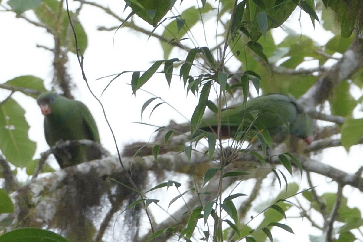 Red-billed Parrot - ML140703561