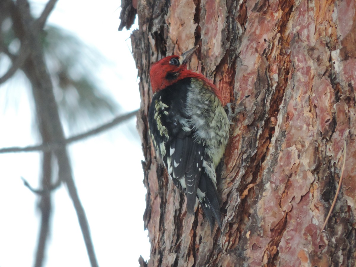 Red-breasted Sapsucker - ML140703681